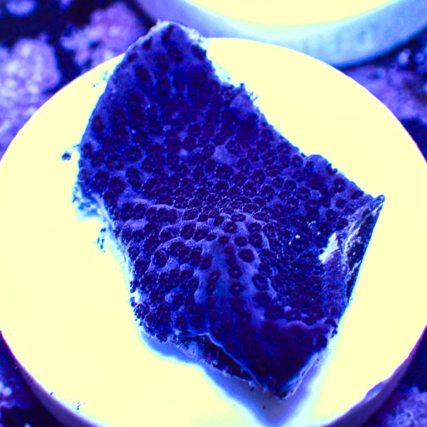 Montipora MC Sapphire Storm