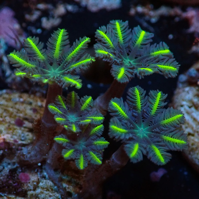 Clavularia MC Ultra Green