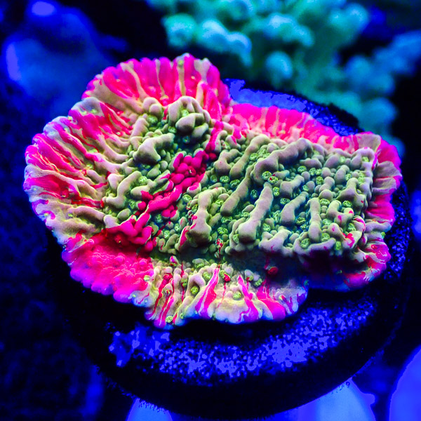 Montipora MC Nuclear Grafted NZ