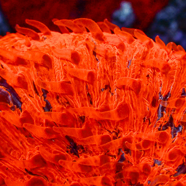 Fungia MC Nuclear Supernova