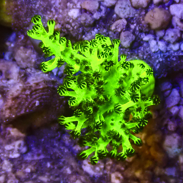 Capnella Kenya Tree Toxic Green NZ