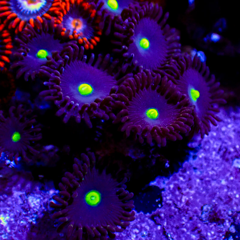Zoanthus MC Dragonfruit