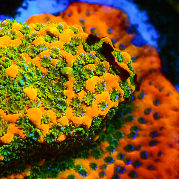 Montipora MC Mango Sky NZ
