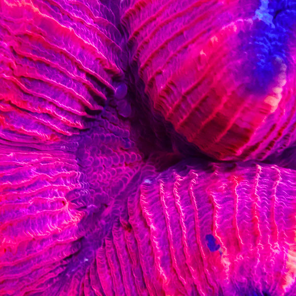 Trachyphyllia MC Dragonfruit Fold