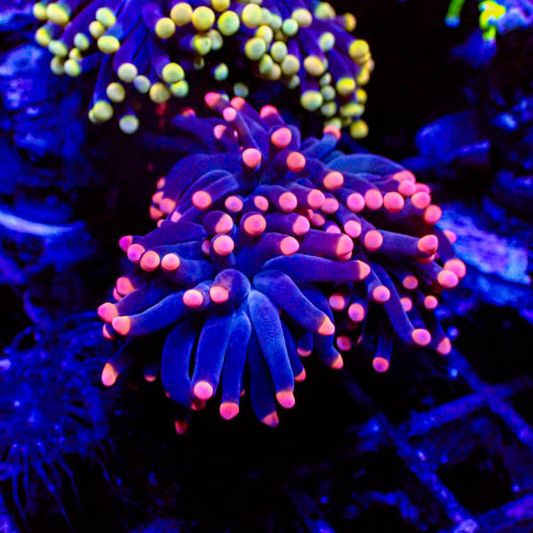 Euphyllia glabrescens