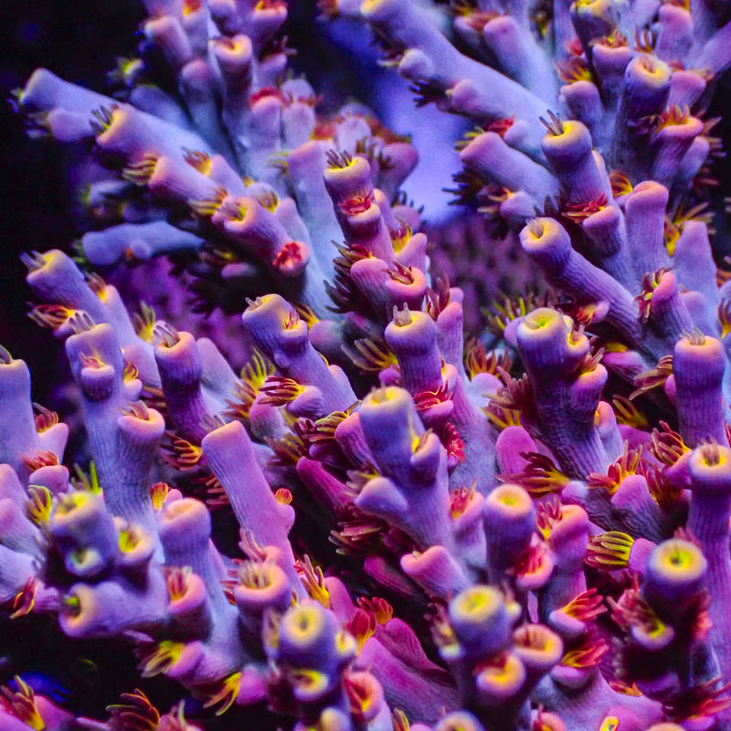 Acropora Speziosa Pink Dream – Extrem farbintensive Sammler-SPS
