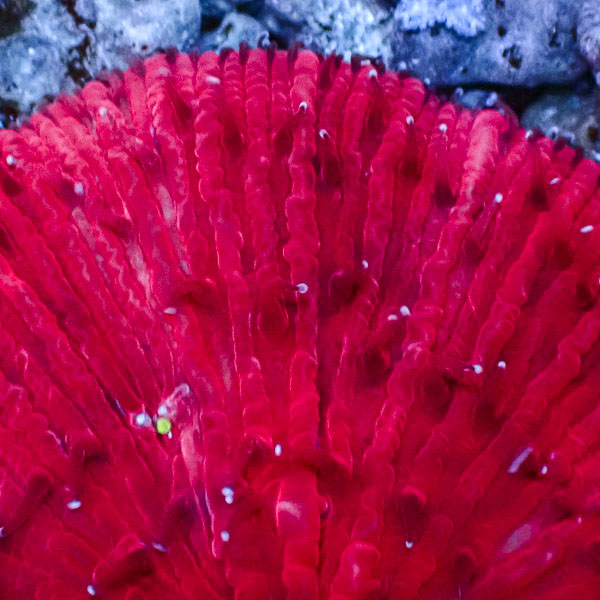 Fungia MC Scarlet Icecap