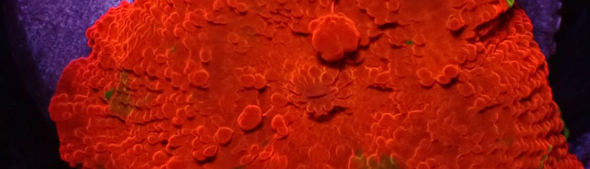 Rot-grüne Discosoma Koralle – pflegeleicht und leuchtend für dein Riffbecken