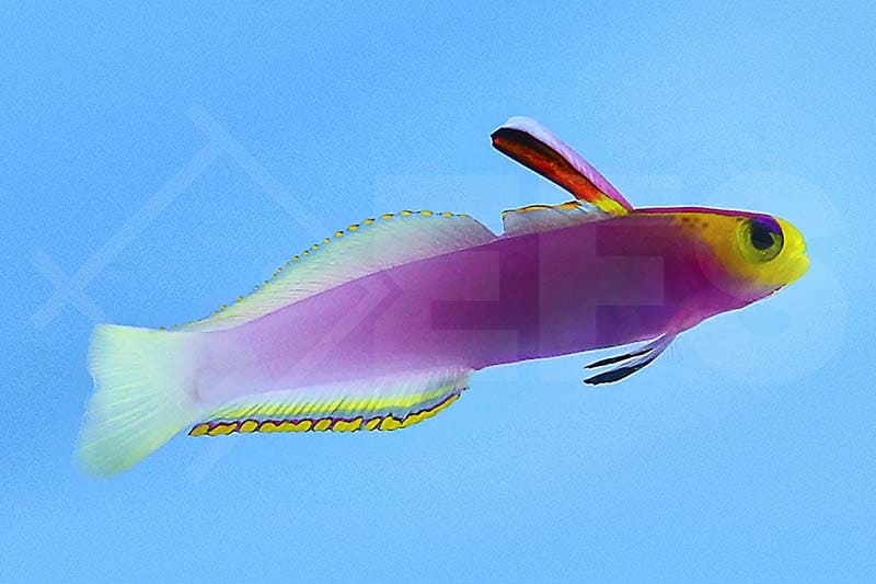 Helfrichs Schwertgrundel (Nemateleotris helfrichi)