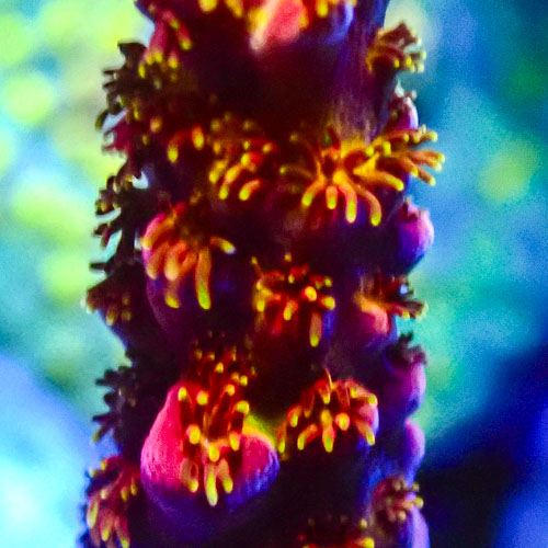 Acropora MC Phoenix