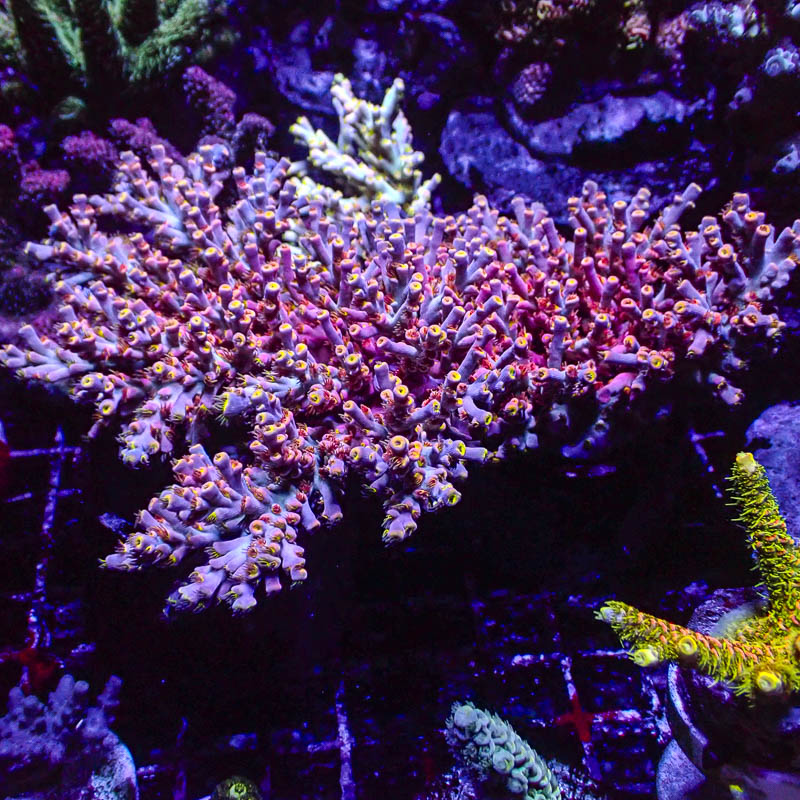 Acropora Speziosa Pink Dream – Extrem farbintensive Sammler-SPS