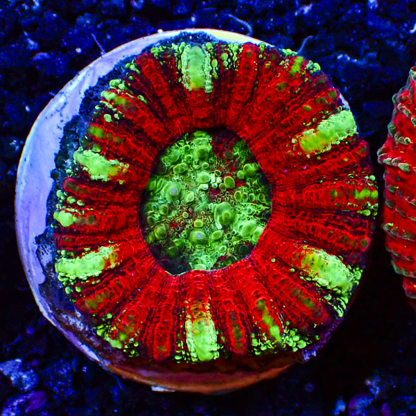 Scolymia MC Plasma Ring Mastergrade