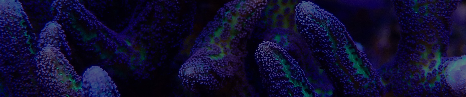 SPS-Korallenvielfalt bei TMC – Acropora, Montipora & Co.