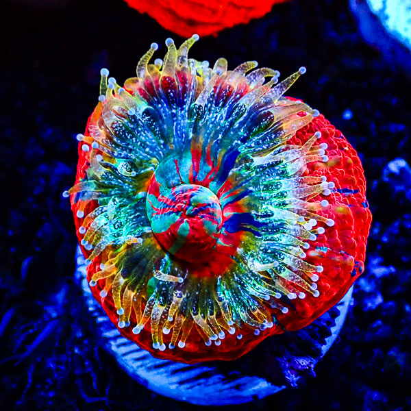 Scolymia MC Blue Plasma