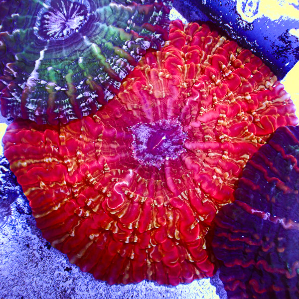 Cynarina MC Magma Vein
