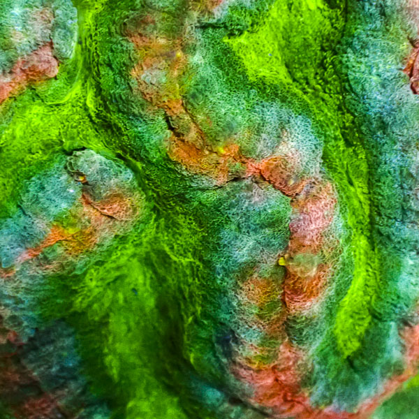 Symphyllia MC Green Canyon