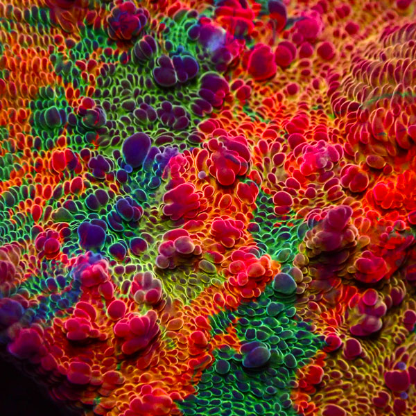 Chalice MC Doomsday Kaleidoscope