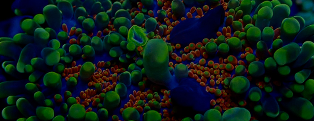 ricordea_kategorie-header