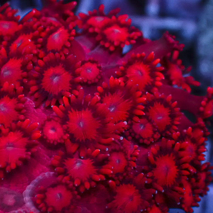 Goniopora Polar Flame