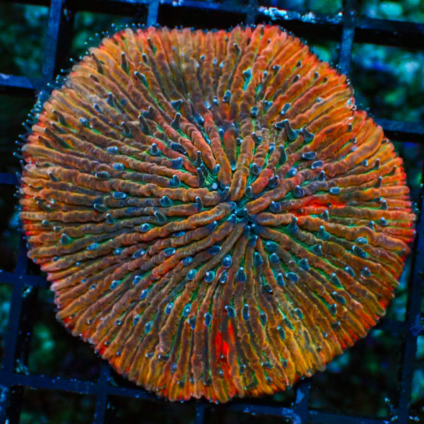 Fungia MC Rainbow Burst