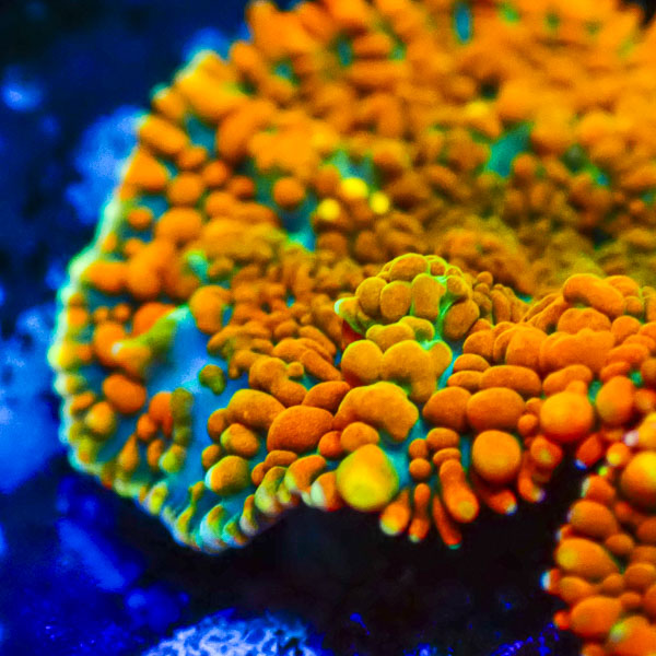 Rhodactis MC Galactic Blaze Pulse