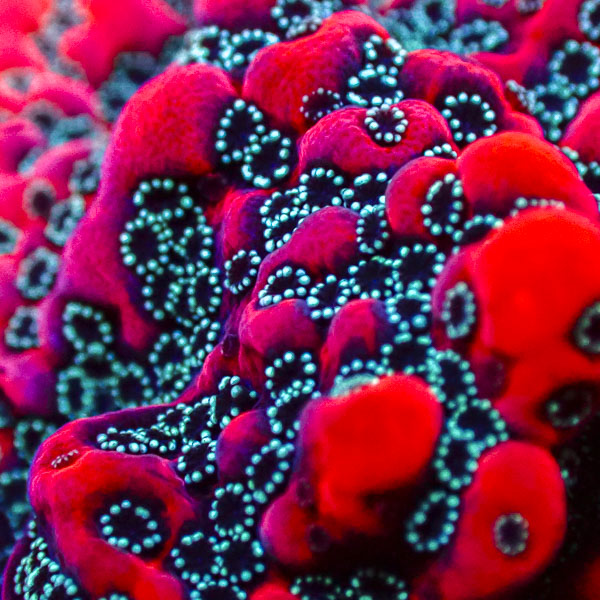 Montipora MC Dragonfruit