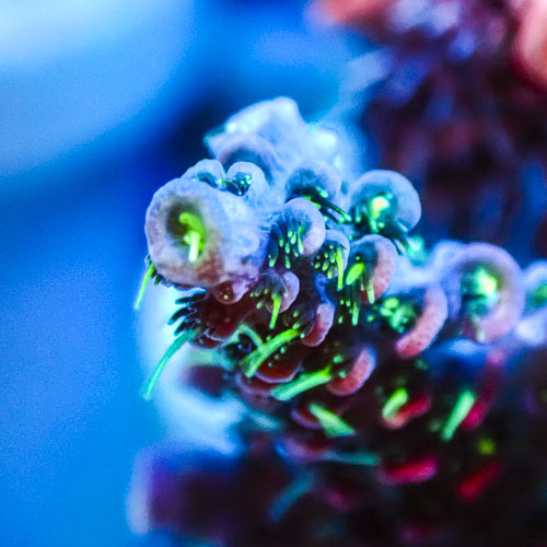 Acropora MC Venomstrike