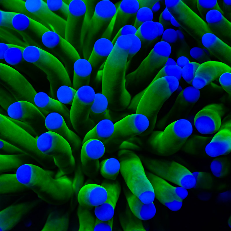 Euphyllia 24k Holy Grail