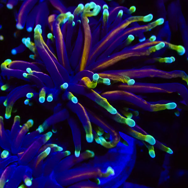 Euphyllia Golden Torch NZ