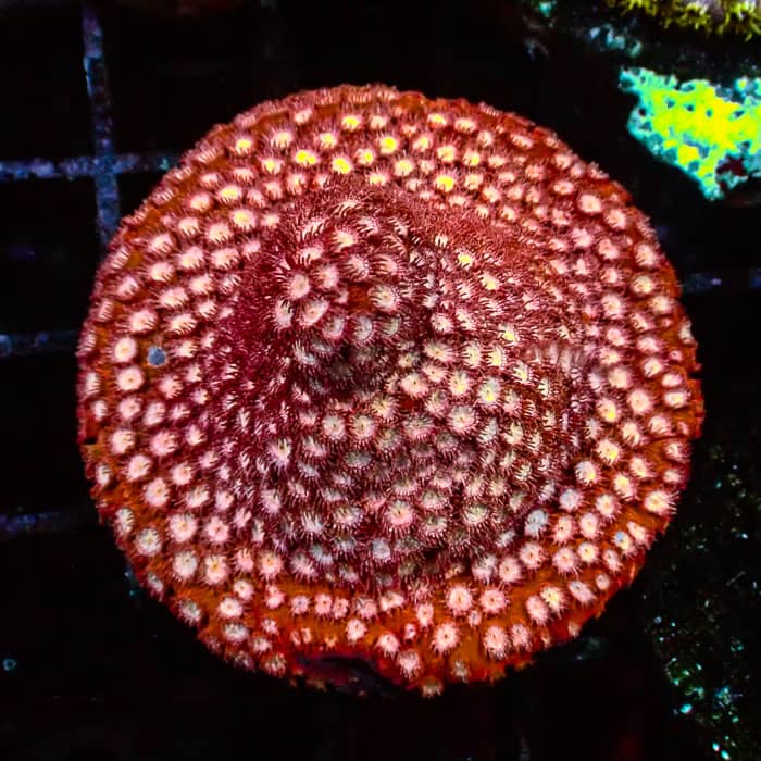 Cyphastrea WWC Peppermint