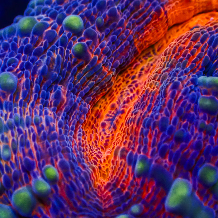 Lobophyllia MC Purple Dream Frag 2