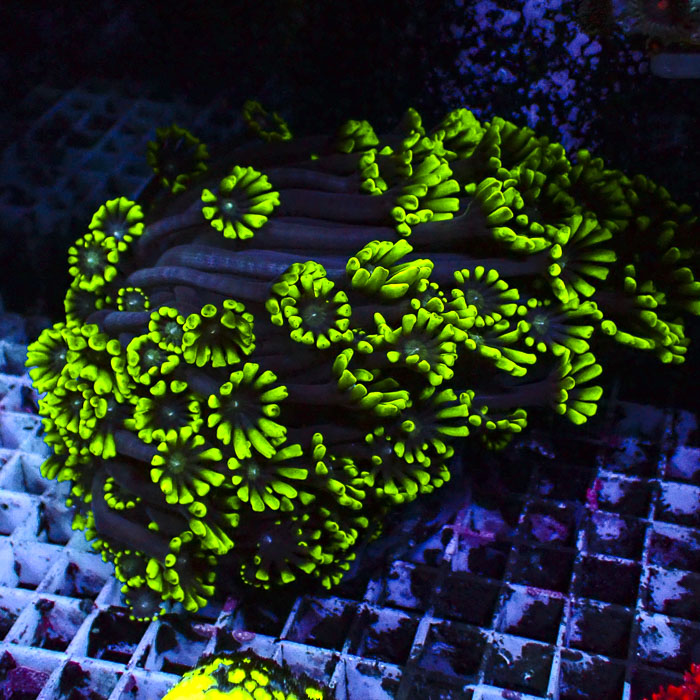 Alveopora Big Green Explosion