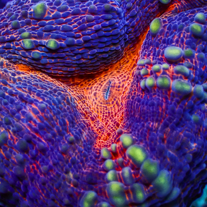 Lobophyllia MC Purple Dream Frag 1