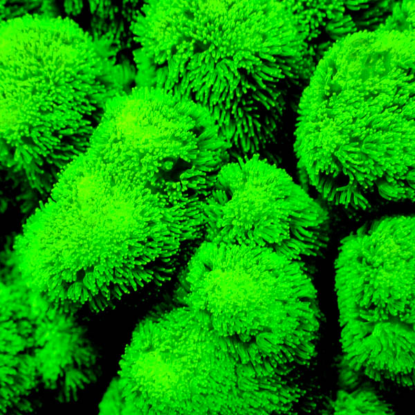 Pocillopora damicornis