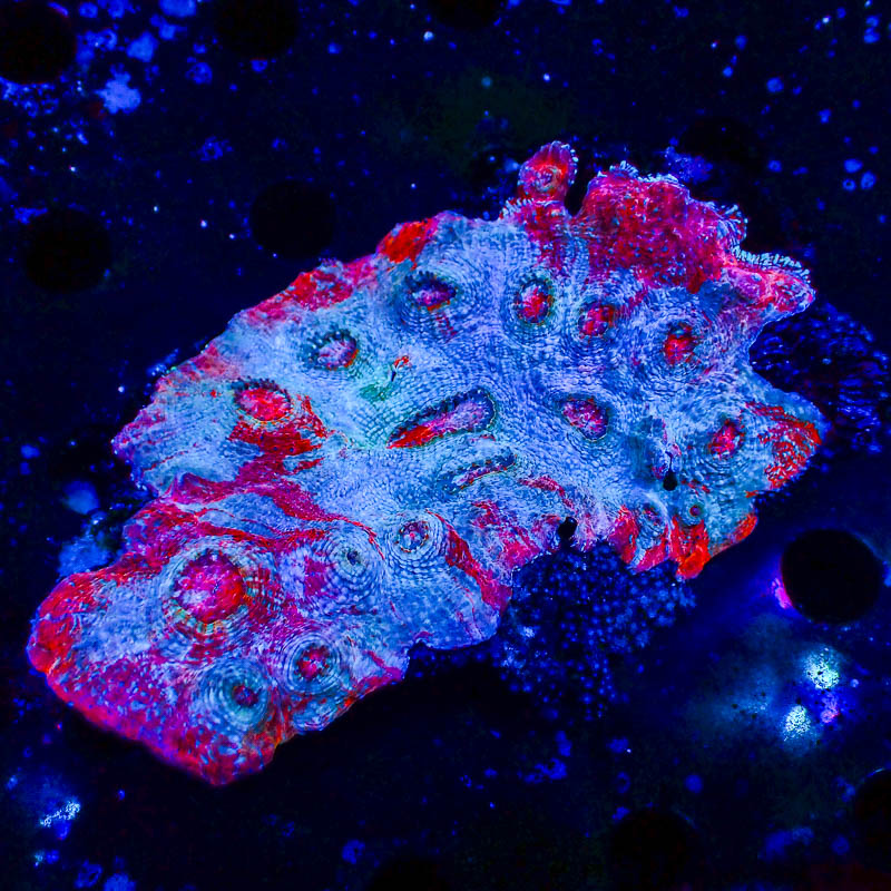 Chalice Electric Lotus