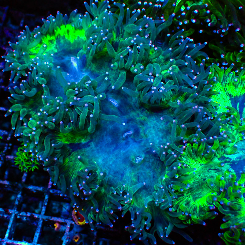 Catalaphyllia Blue Tip