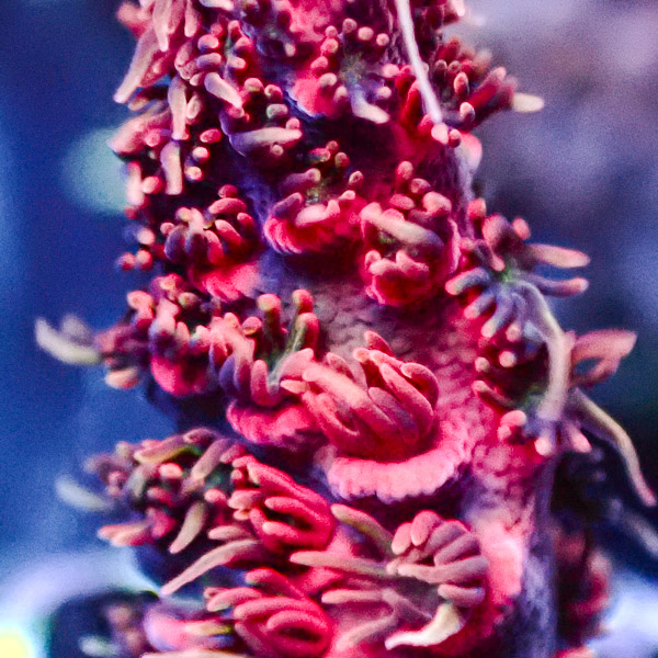Acropora Pink/Blau