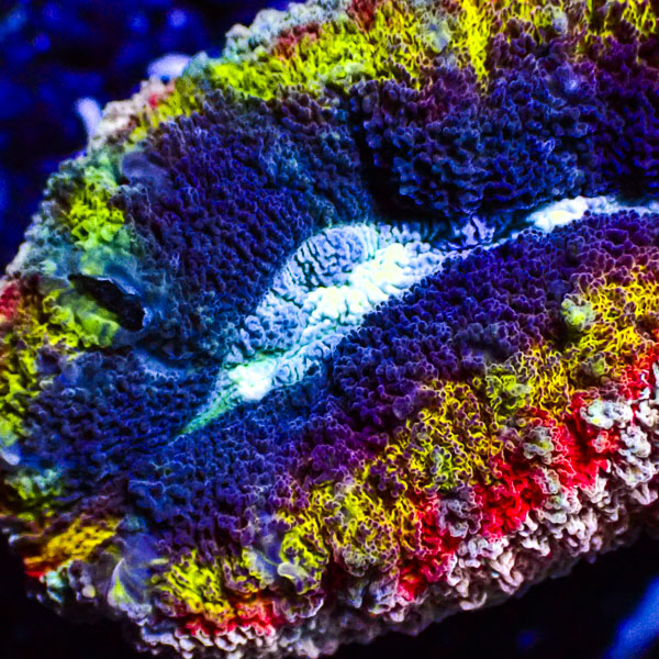 Lobophyllia MC Hyper Spectrum Frag 02