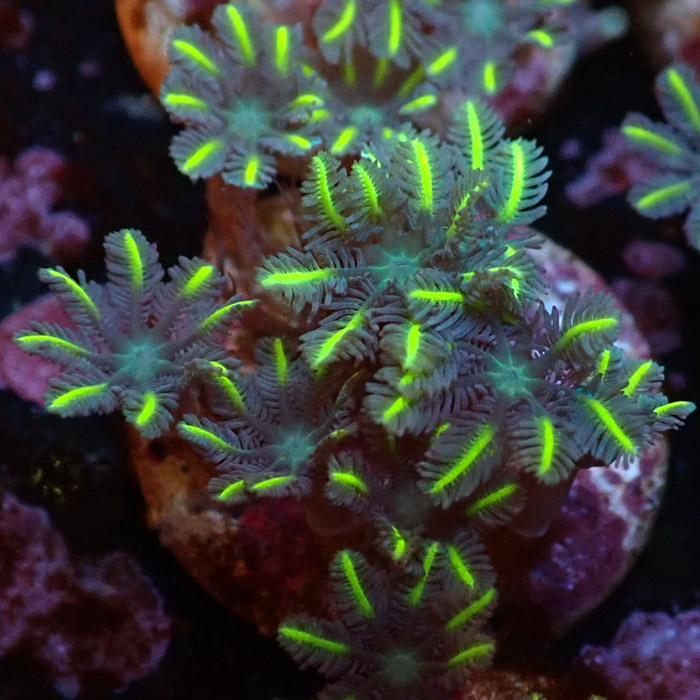 Clavularia MC Ultra Green