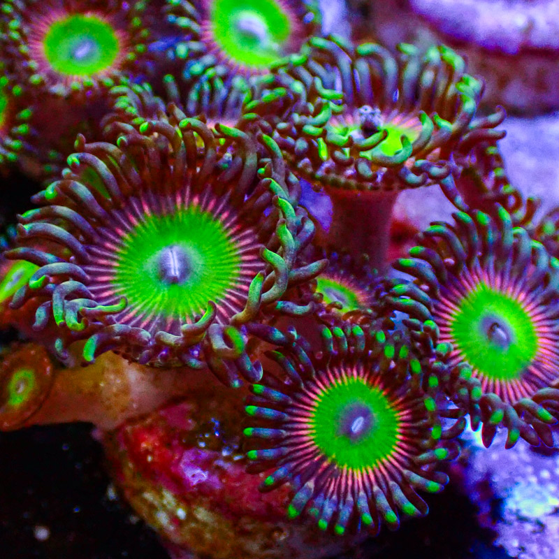 Zoanthus MC Candy Apple Pink