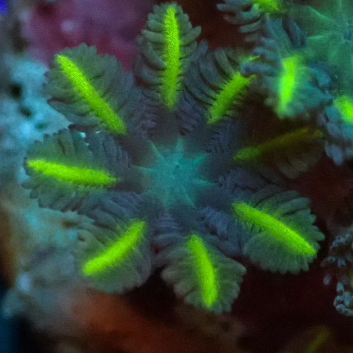 Clavularia MC Ultra Green