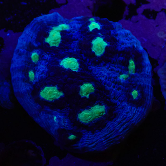 Chalice MC Chernobyl Frag 05