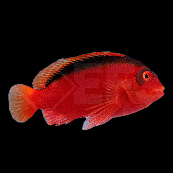 Feuer Korallenwächter