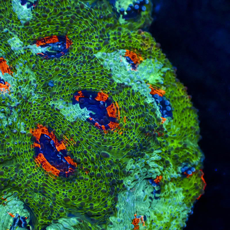 Acanthastrea Echinata Grün – Multicolor Münder in Orange, Türkis & Blau