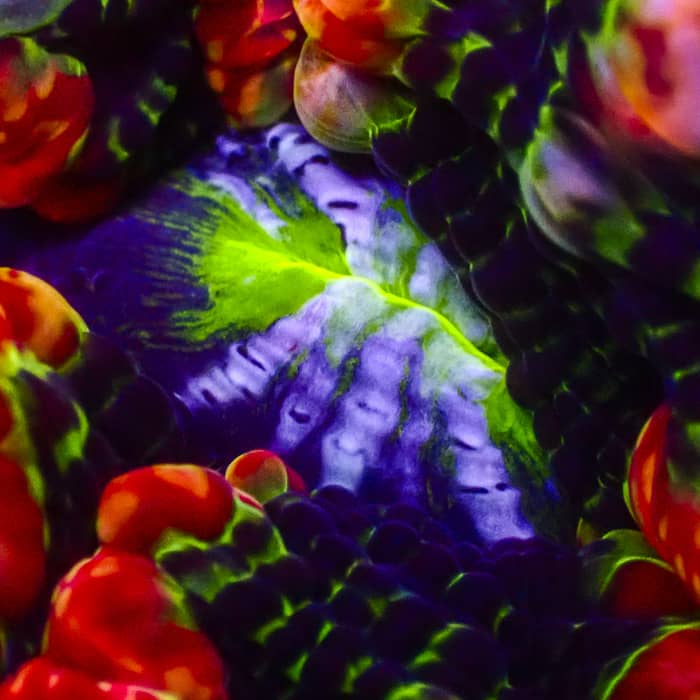 Cynarina MC Inferno Blossom