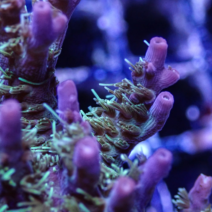 Acropora MC Confetti