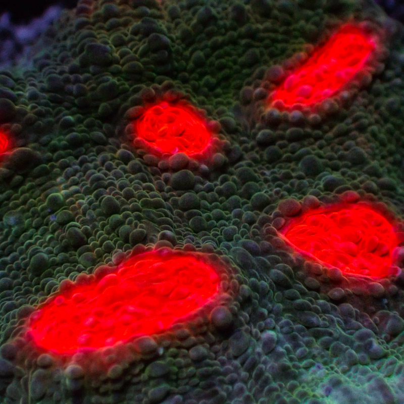 Chalice MC Green Wing Frag 01