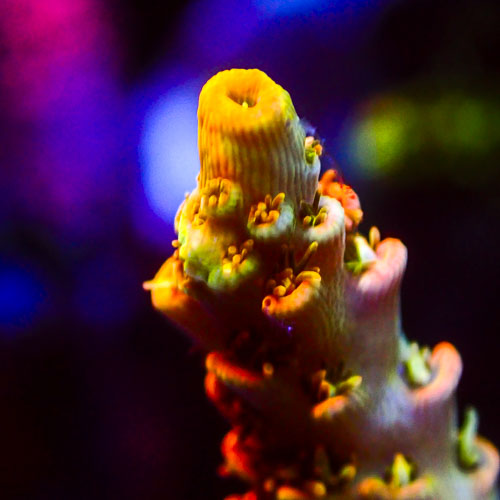 Acropora MC Cupper Heinz