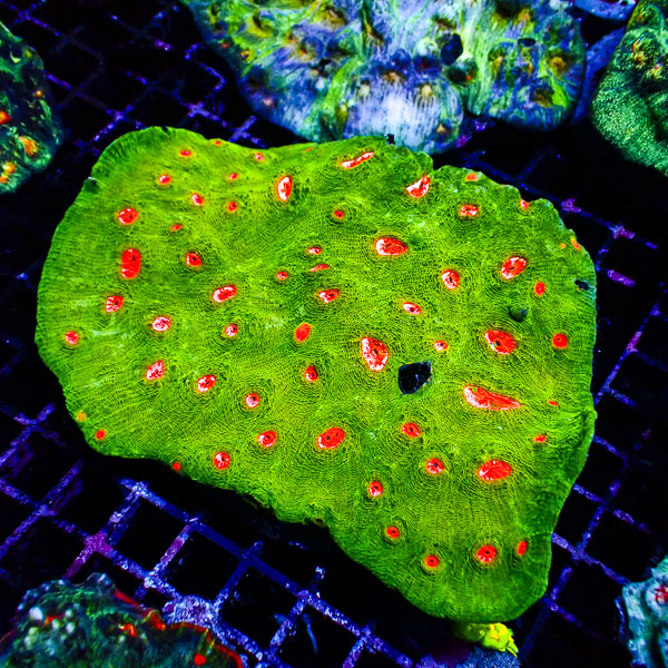 Chalice MC Nuclear Venomline