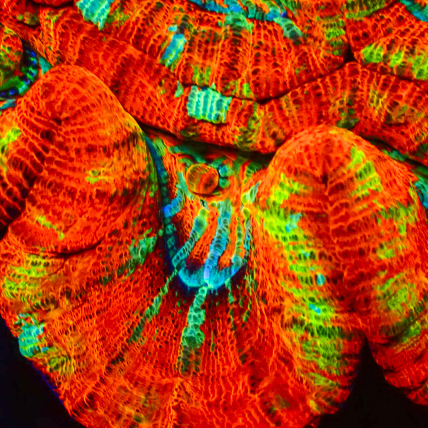 Acanthastrea Wilsoni MC Lava Field CTO